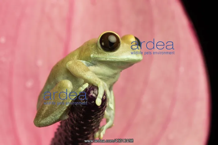  : Big-eyed Tree Frog on flower