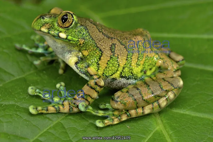  : Big-eyed Tree Frog - sitting on a leaf in the forest - male