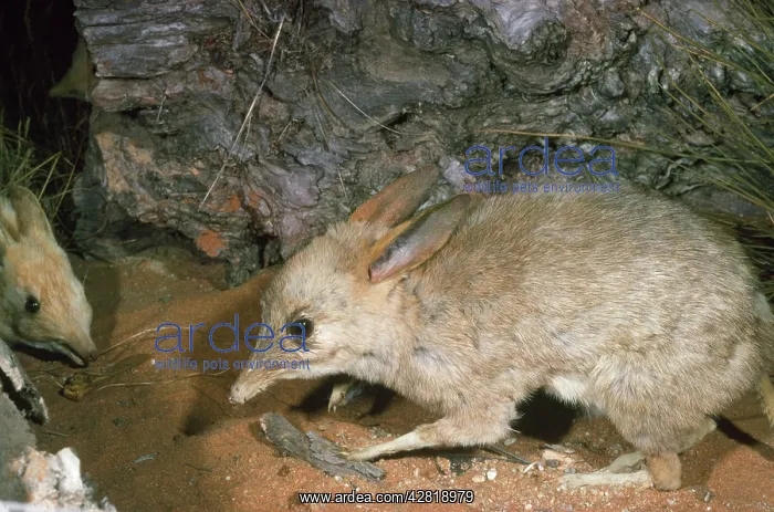 : Big Footed Bandicoot - extinct, stuffed specimen : Big Footed Bandicoot - extinct, stuffed specimen