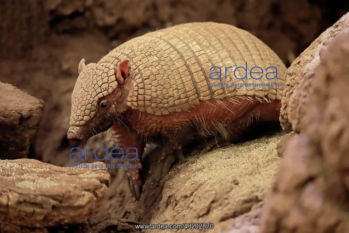 : Big hairy armadillo (Chaetophractus villosus), adult : Big hairy armadillo (Chaetophractus villosus), adult