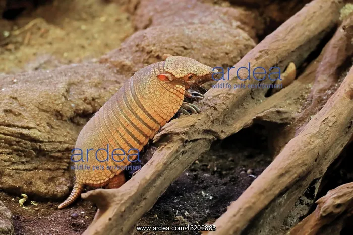 : Big hairy armadillo (Chaetophractus villosus), adult : Big hairy armadillo (Chaetophractus villosus), adult