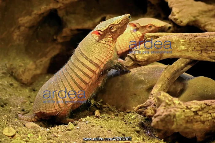 : Big hairy armadillo (Chaetophractus villosus), adult : Big hairy armadillo (Chaetophractus villosus), adult