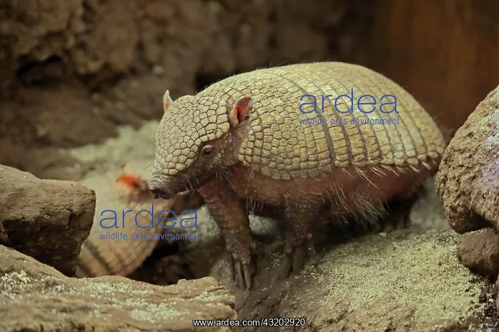  : Big hairy armadillo (Chaetophractus villosus), adult