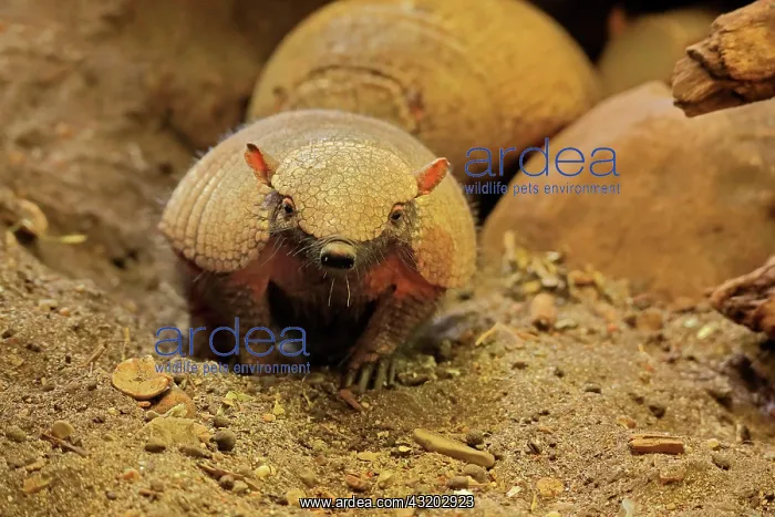 : Big hairy armadillo (Chaetophractus villosus), adult : Big hairy armadillo (Chaetophractus villosus), adult