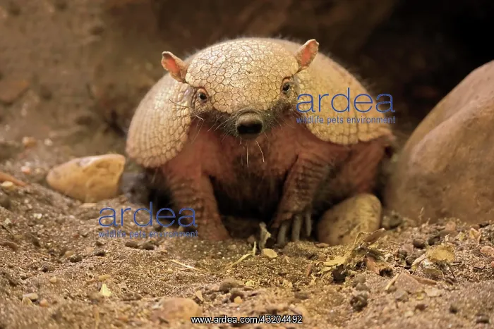 : Big hairy armadillo (Chaetophractus villosus), adult : Big hairy armadillo (Chaetophractus villosus), adult