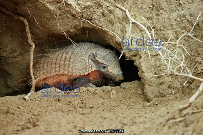 : Big Hairy Armadillo (Chaetophractus villosus) adult : Big Hairy Armadillo (Chaetophractus villosus) adult