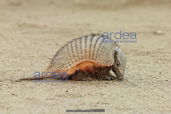 : Big Hairy Armadillo (Chaetophractus villosus) adult : Big Hairy Armadillo (Chaetophractus villosus) adult