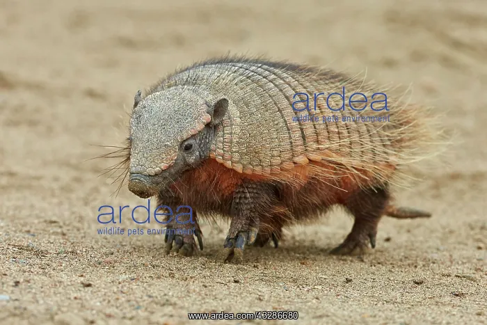 : Big Hairy Armadillo (Chaetophractus villosus) adult : Big Hairy Armadillo (Chaetophractus villosus) adult