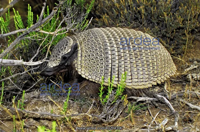 : Big hairy armadillo or Large hairy armadillo (Chaetophractus : Big hairy armadillo or Large hairy armadillo (Chaetophractus