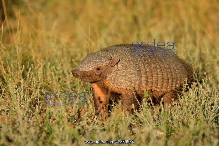 : Big Hairy Armadillo / Larger Hairy Armadillo - : Big Hairy Armadillo / Larger Hairy Armadillo -