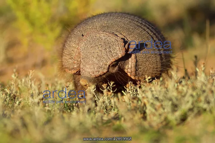 : Big Hairy Armadillo / Larger Hairy Armadillo - : Big Hairy Armadillo / Larger Hairy Armadillo -
