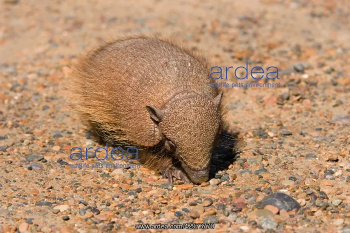 : Big Hairy Armadillo / Larger Hairy Armadillo - : Big Hairy Armadillo / Larger Hairy Armadillo -