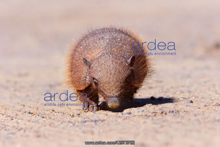: Big Hairy Armadillo / Larger Hairy Armadillo - : Big Hairy Armadillo / Larger Hairy Armadillo -