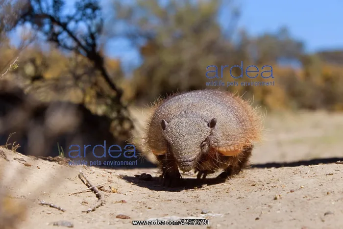  : Big Hairy Armadillo  /  Larger Hairy Armadillo -