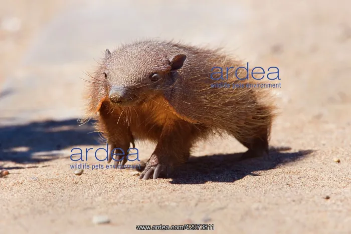 : Big Hairy Armadillo / Larger Hairy Armadillo - : Big Hairy Armadillo / Larger Hairy Armadillo -