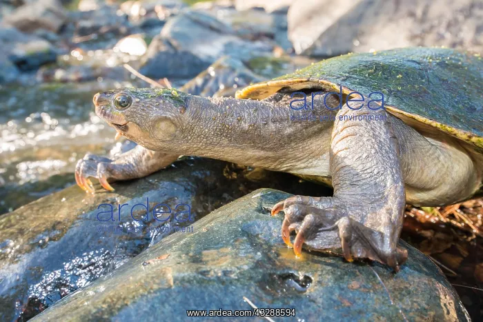 : Big-headed Amazon River turtle (Peltocephalus dumerilianus) : Big-headed Amazon River turtle (Peltocephalus dumerilianus)