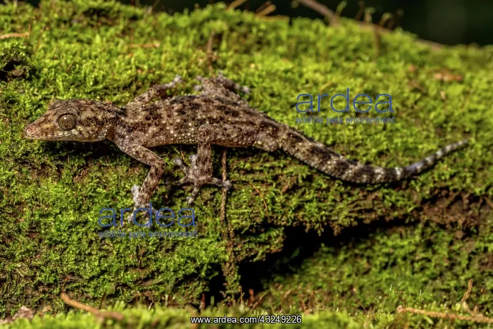 : Big-headed gecko (Paroedura oviceps), Montagne d : Big-headed gecko (Paroedura oviceps), Montagne d