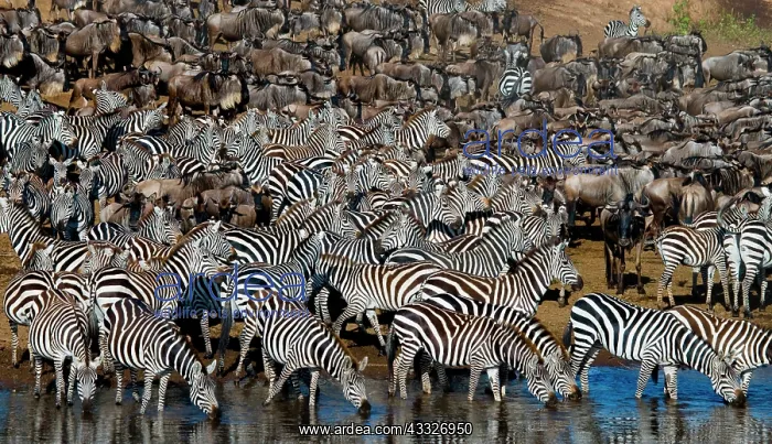 : Big herd of zebras (Equus quagga) is standing in : Big herd of zebras (Equus quagga) is standing in