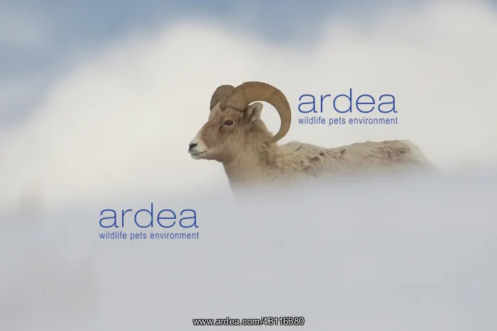 : Big Horn Sheep : Big Horn Sheep