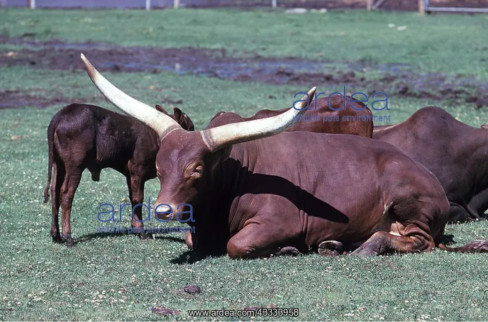 : BIG HORNED ANKHOLE CATTLE : BIG HORNED ANKHOLE CATTLE