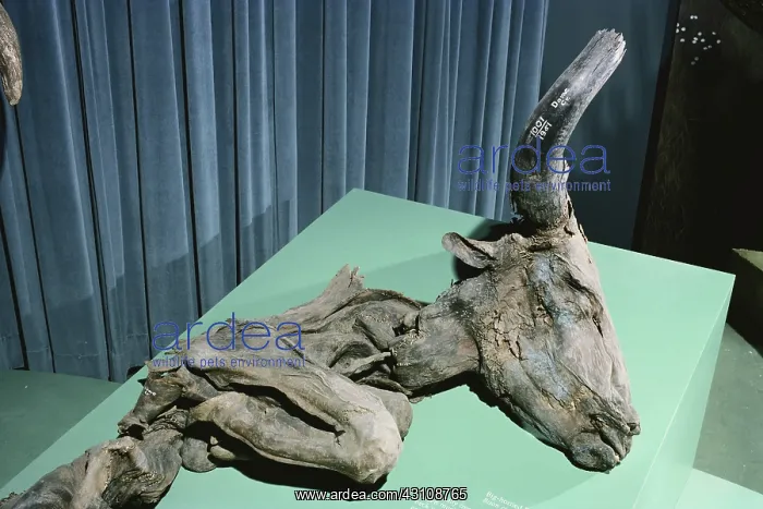 : Big-horned Bison Mummy : Big-horned Bison Mummy