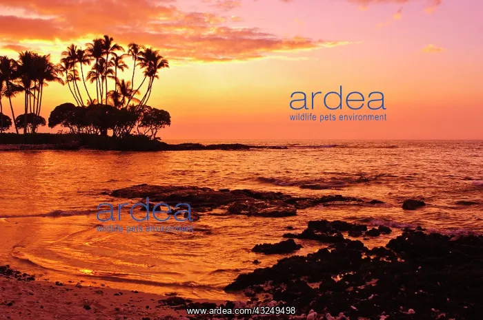  : Big Island, Hawaii. Sunset, Big Island Hawaii