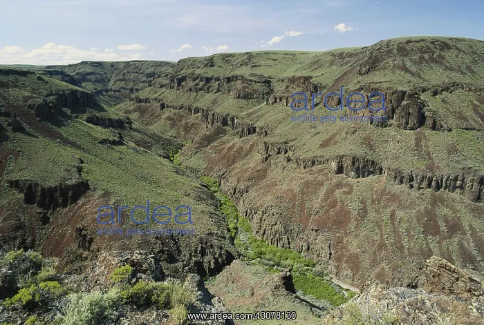 : Big Jacks Creek, Idaho : Big Jacks Creek, Idaho