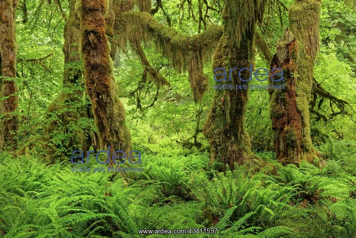 : Big Leaf Maple tree draped with Club Moss, Hoh Rainforest : Big Leaf Maple tree draped with Club Moss, Hoh Rainforest