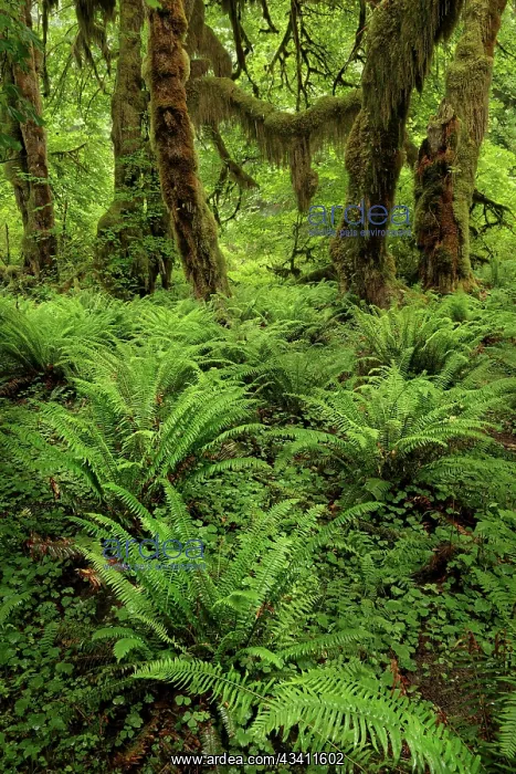 : Big Leaf Maple tree draped with Club Moss, Hoh Rainforest : Big Leaf Maple tree draped with Club Moss, Hoh Rainforest