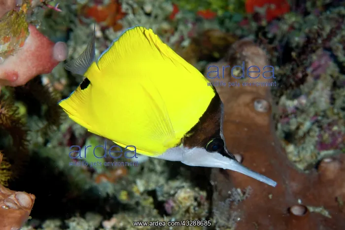 : Big Longnose Butterflyfish - swimming along coral reef : Big Longnose Butterflyfish - swimming along coral reef