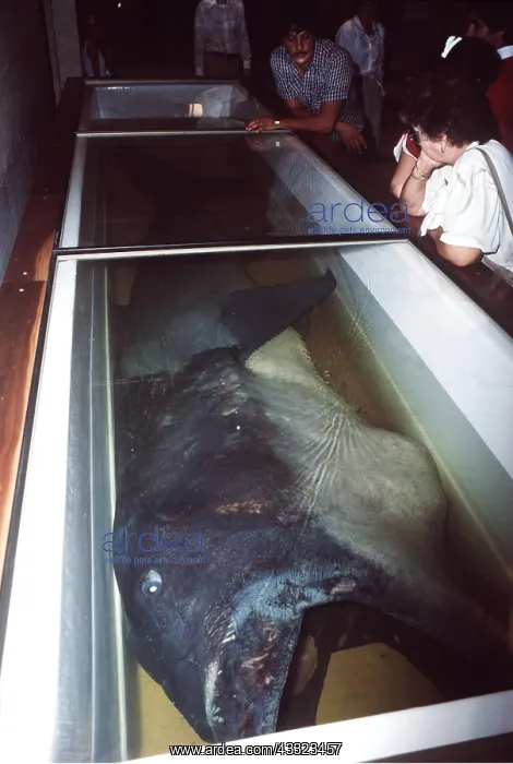 : Big Mouth / Megamouth Shark - dead : Big Mouth / Megamouth Shark - dead