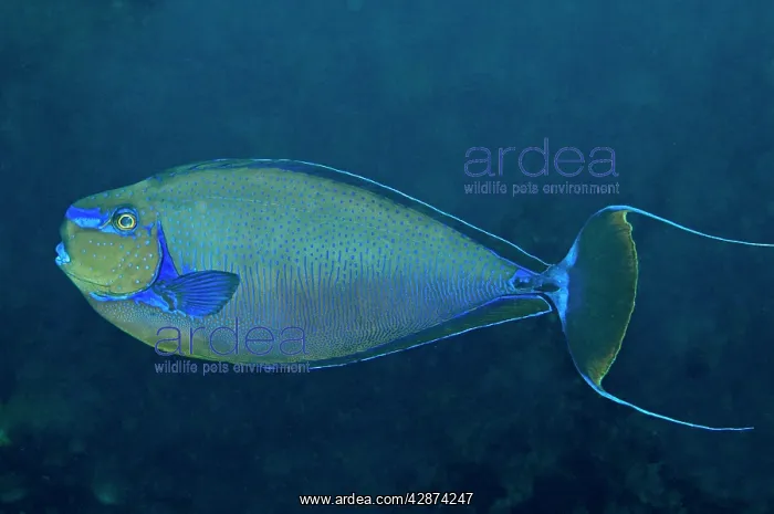 : Big Nose Unicornefish - male flashing his mating colours : Big Nose Unicornefish - male flashing his mating colours