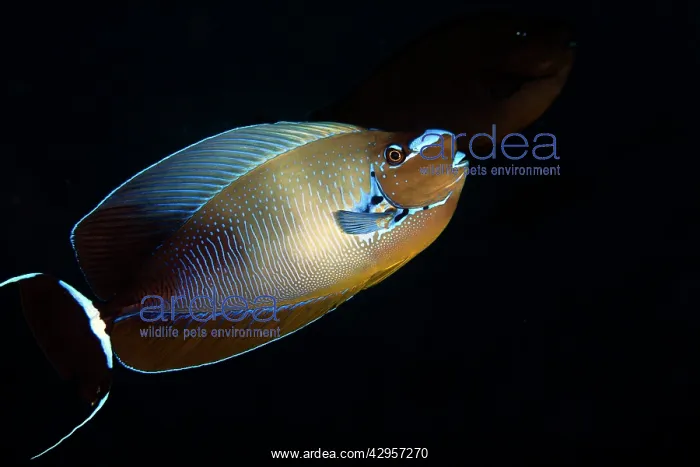 : Big Nose Unicornfish : Big Nose Unicornfish
