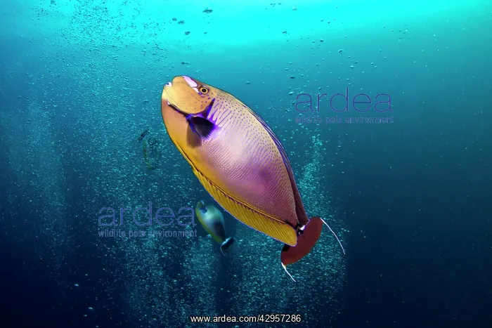 : Big Nose Unicornfish - curious about the divers bubbles : Big Nose Unicornfish - curious about the divers bubbles