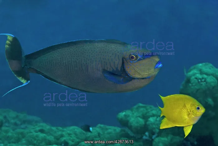  : Big nose unicornfish - Male - flaring his courting