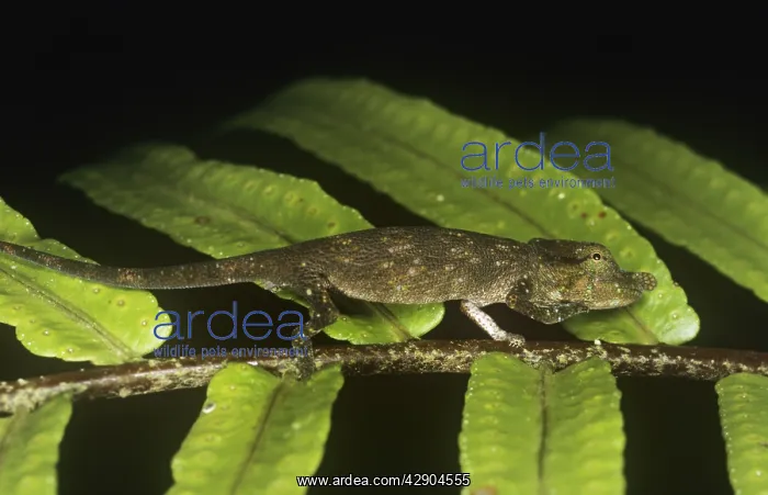 : Big-nosed chameleon : Big-nosed chameleon