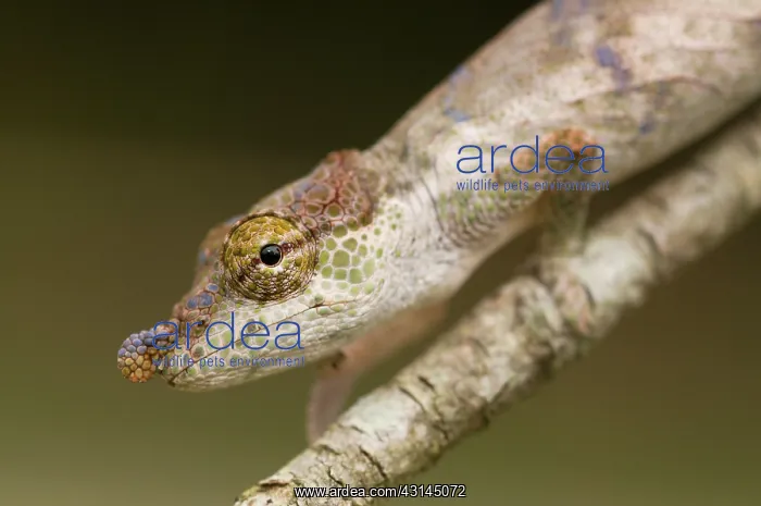 : Big-nosed Chameleon : Big-nosed Chameleon