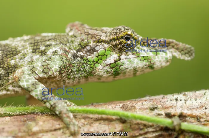 : Big-nosed Chameleon : Big-nosed Chameleon