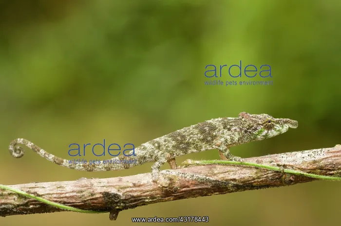: Big-nosed Chameleon : Big-nosed Chameleon