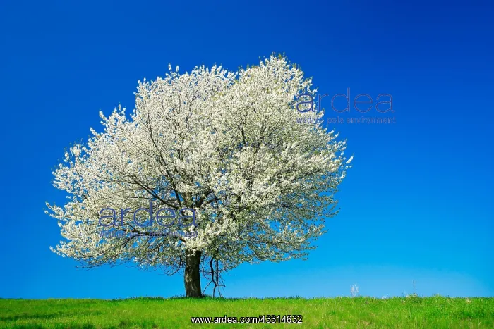 : Big old Cherry tree (Prunus) in full bloom under : Big old Cherry tree (Prunus) in full bloom under