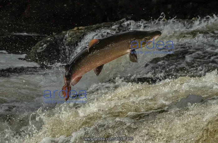 : Big old male Atlantic salmon, Salmo salar, migrating : Big old male Atlantic salmon, Salmo salar, migrating