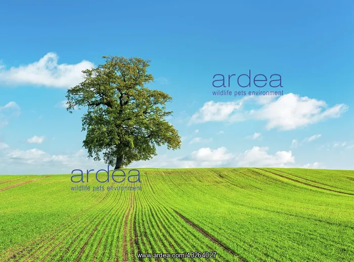  : Big old oak (Quercus Robur) on field with winter