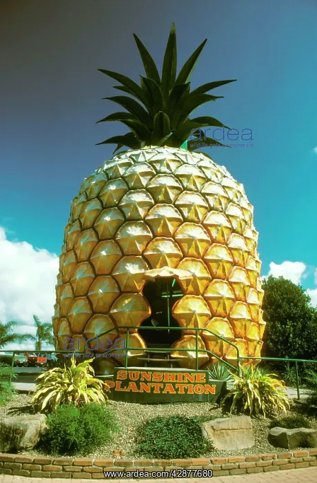 : The Big Pineapple - Nambour : The Big Pineapple - Nambour