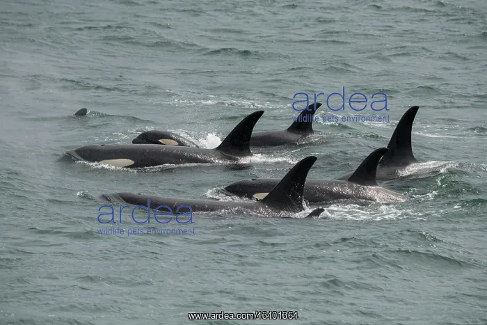 : Big pod of orcas in Icy Strait a family unit : Big pod of orcas in Icy Strait a family unit