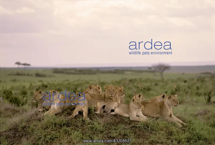 : Big pride of Lions ( Panthera leo) on a little hill : Big pride of Lions ( Panthera leo) on a little hill