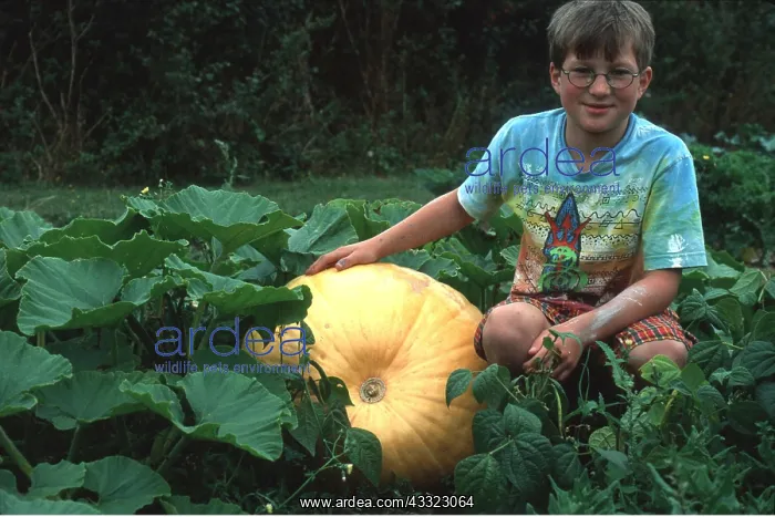 : Big PUMPKIN - with boy beside it : Big PUMPKIN - with boy beside it