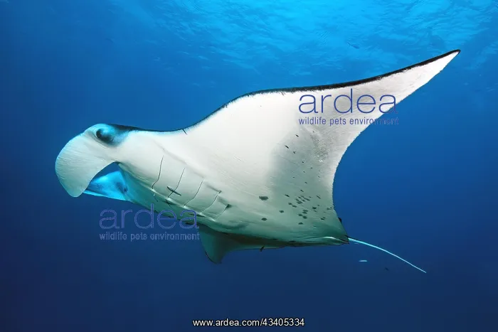 : Big ray Manta ray pelagic manta ray (Manta birostris) G : Big ray Manta ray pelagic manta ray (Manta birostris) G