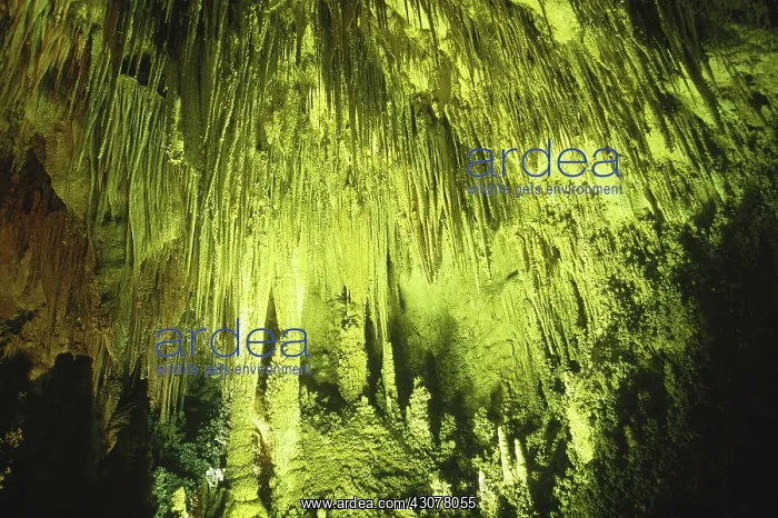 : Big Room, Carlsbad Caverns : Big Room, Carlsbad Caverns