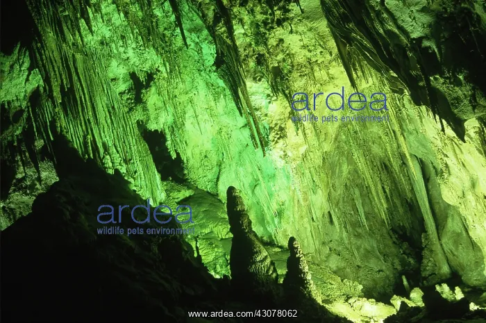 : Big Room, Carlsbad Caverns : Big Room, Carlsbad Caverns