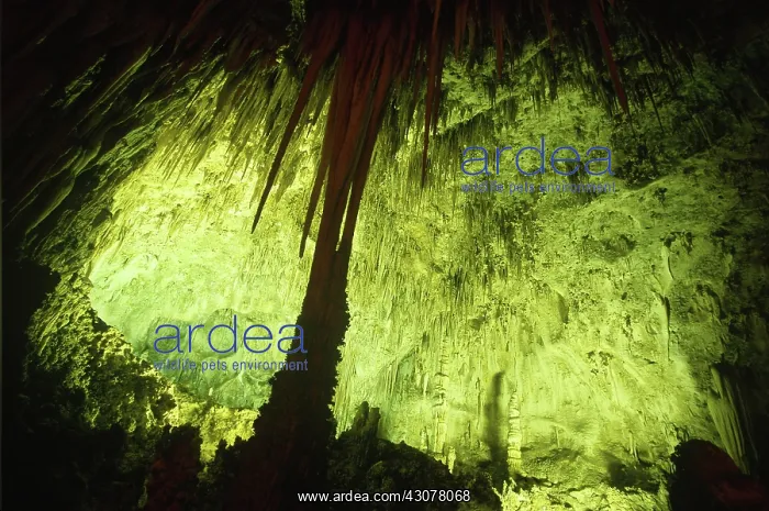 : Big Room, Carlsbad Caverns : Big Room, Carlsbad Caverns